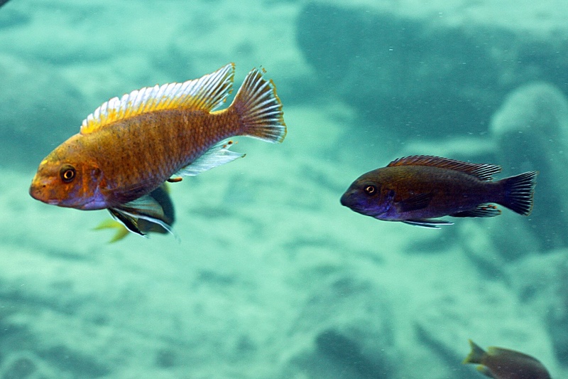Labeotropheus trewavasae 'Gome'